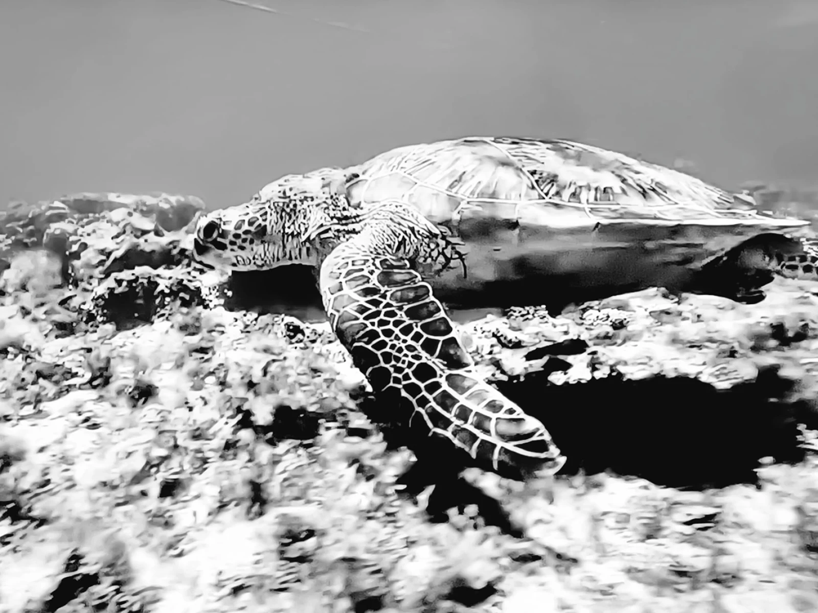Mar II
