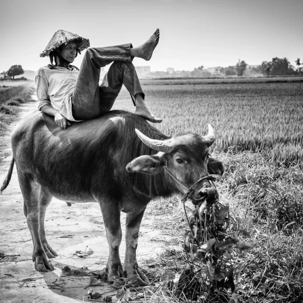 Descanso Vietnam II